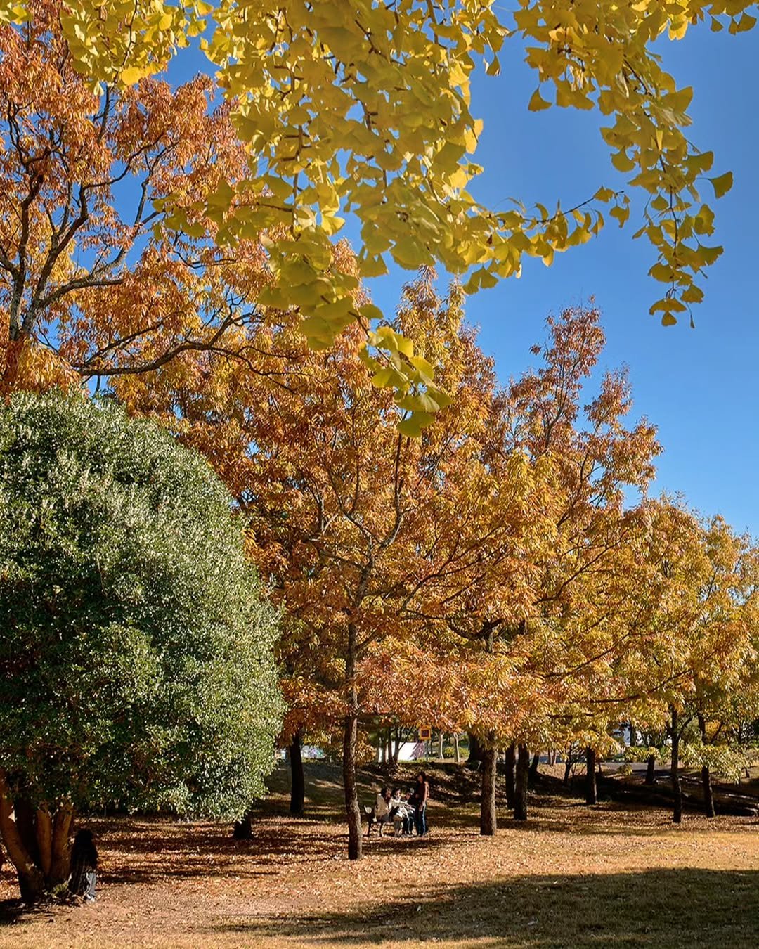 Photo by 제주도여기 | 제주도 대표 인스타그램 on November 15, 2025. May be an image of tree, park and text.