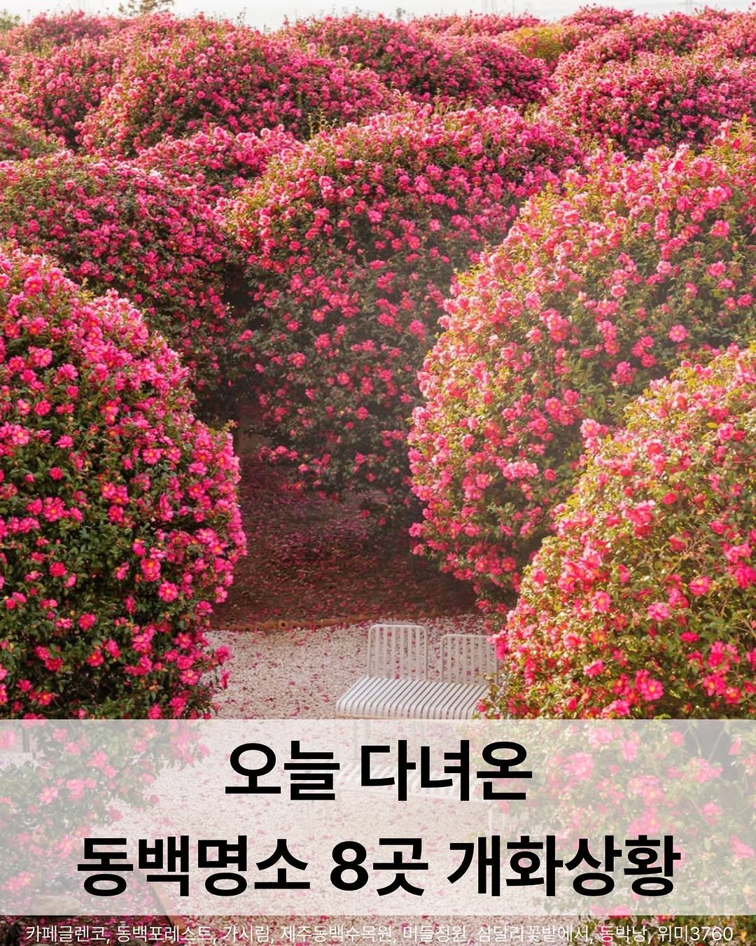 Photo by 제주미니 on December 19, 2025. May be an image of globe amaranth and text that says '오늘 다녀온 동백명소 8곳 개화상황 카페글렌코, 농백포레소트가시림제추트 가시림 동백포레스트 삼달리꼭 동박남위미3760 봉박낭 위미3760'.