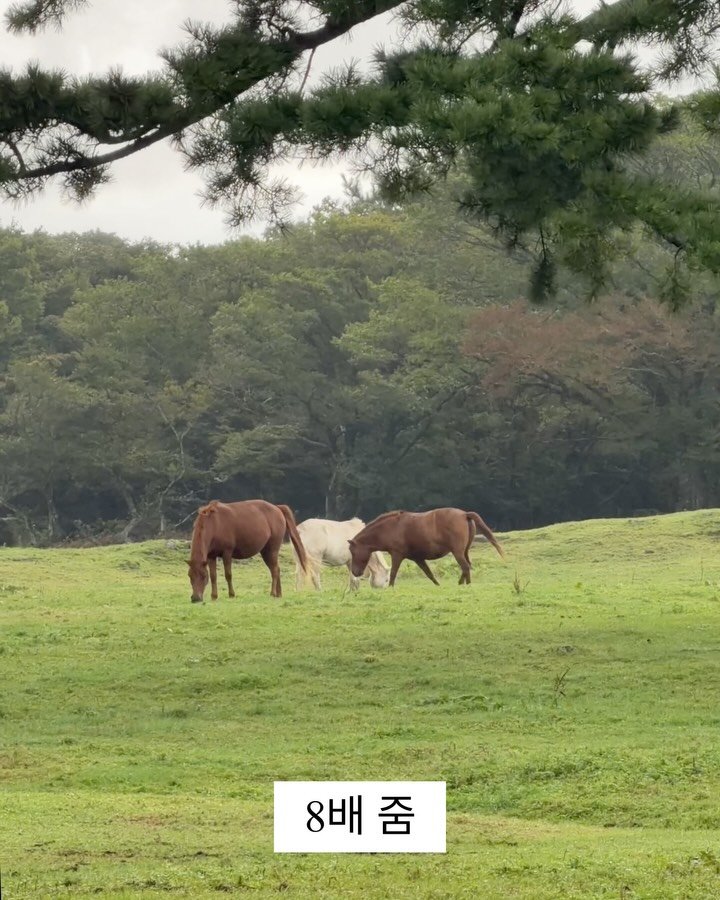 jejumini 게시물 이미지: (실시간) 방금 개통한 아이폰17 프로 첫촬영

2년만에 폰 바꿨습니다. 최근들어...