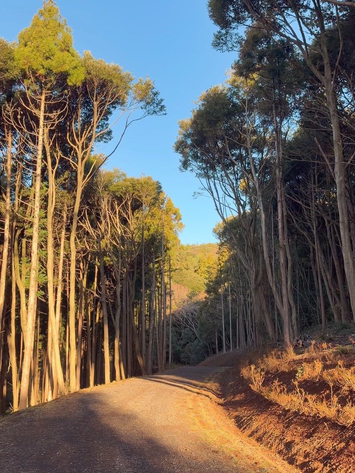 jejumini 게시물 이미지: (실시간) 3일전 개장한 서귀포 새로운 숲길🍀

오랜 준비 기간을 거친 서귀포시...