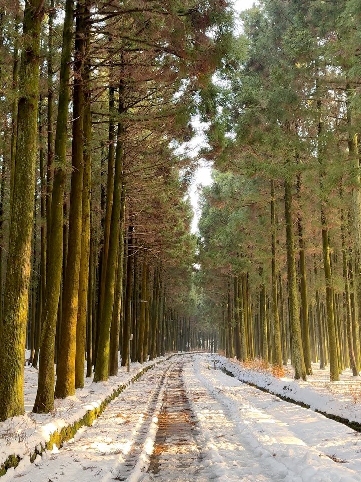 jejumini 게시물 이미지: 입장료 “0원”으로 바뀐 숲

이제부터 #절물자연휴양림 과...