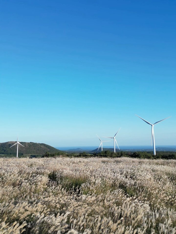 jejumini 게시물 이미지: (실시간) 은빛 물결 출렁이는 가을억새

억새밭으로 유명한 #유채꽃프라자에 잠시...