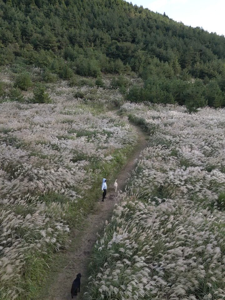 jejumini 게시물 이미지: (실시간) 가을 억새 흩날리는 제주

주말부터 강한 바람이 이어지고, 오늘 아침은...