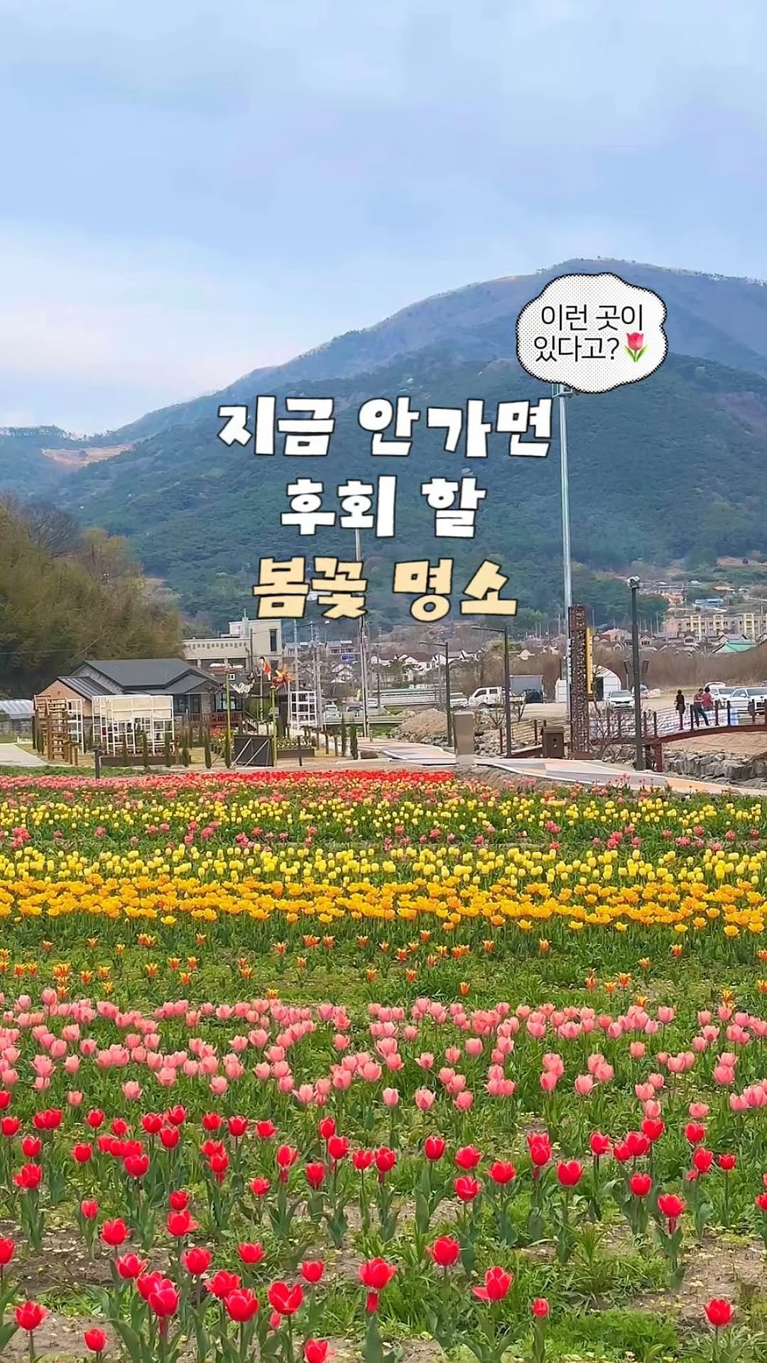 jello_haa 게시물 이미지: 봄에 여기 안 가면 손해!🌷튤립 + 청보리 + 유채꽃까지 한 번에 끝내는 고창...