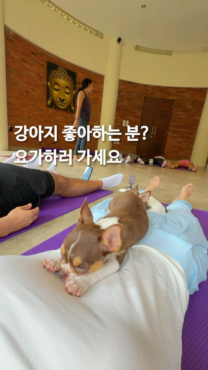 jello_haa 게시물 이미지: 발리에서 가장 행복했던 액티비티 1등♥️🧘‍♀️🐕🐾

@@우리 이거 하자

진짜...