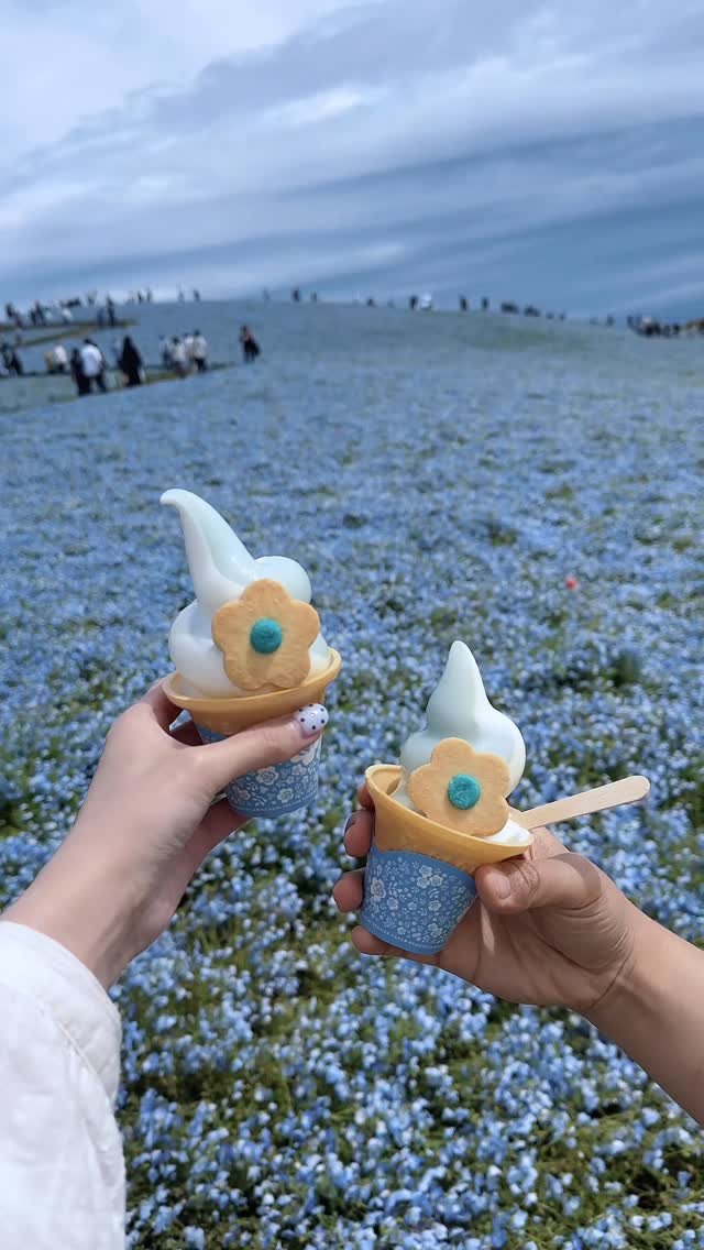 jello_haa 게시물 이미지: #실시간 꿈속인가..? 비현실적인 파란색 언덕🩵 *제작지원

530만 송이의...