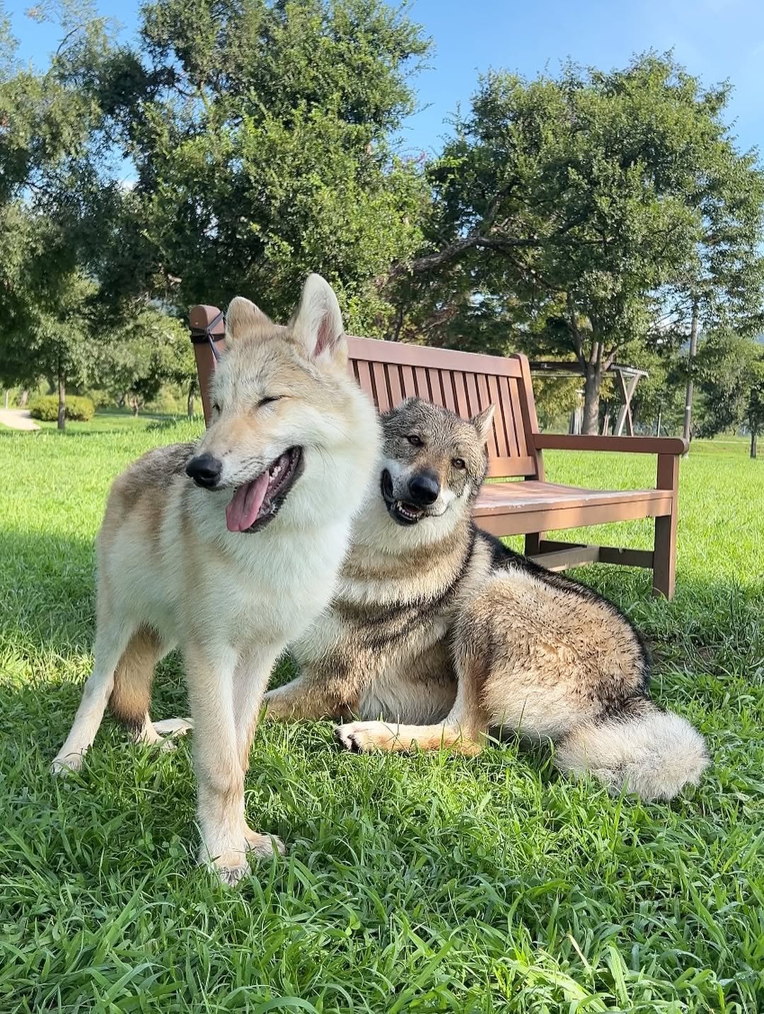 Photo shared by 𝙻𝚈𝙰𝙻𝙻 on September 02, 2025 tagging @jelly_the_wolf. May be an image of wolf and text.
