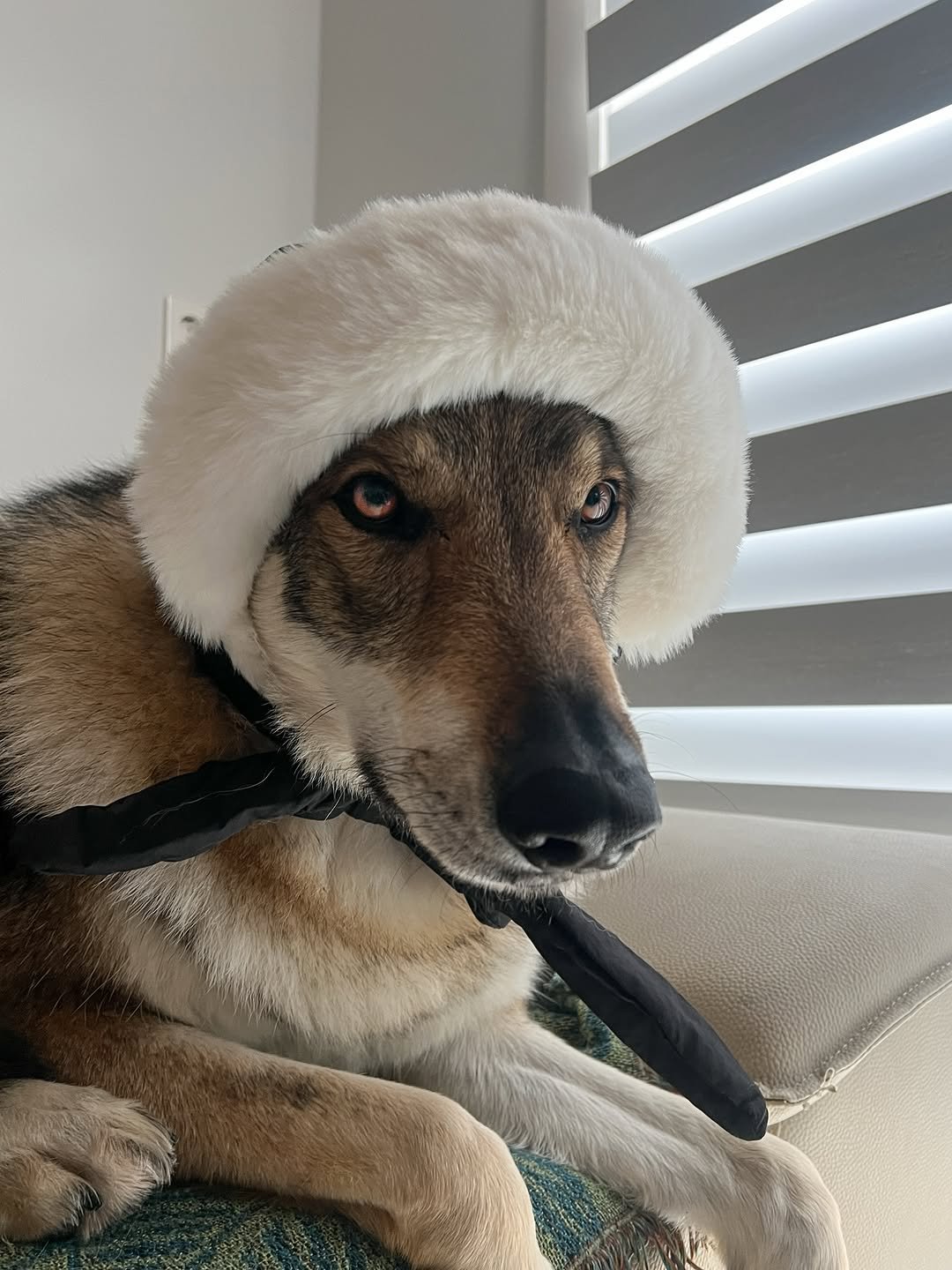 Photo by Camila & Jelly on December 09, 2025. May be an image of wolf, fur and text.