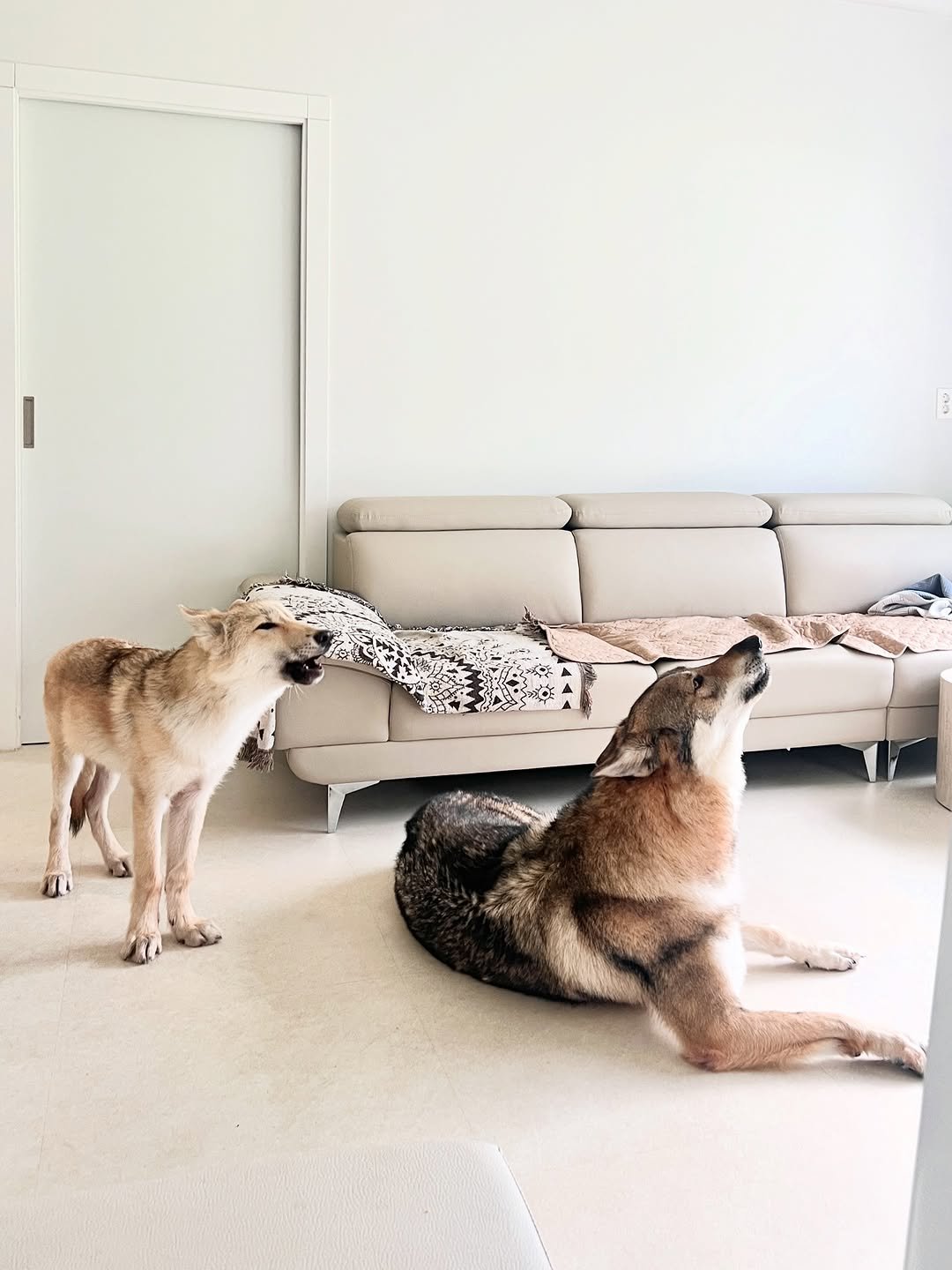 Photo shared by Camila & Jelly on August 31, 2025 tagging @wolf.lyall. May be an image of Afghan hound, wolf and text.