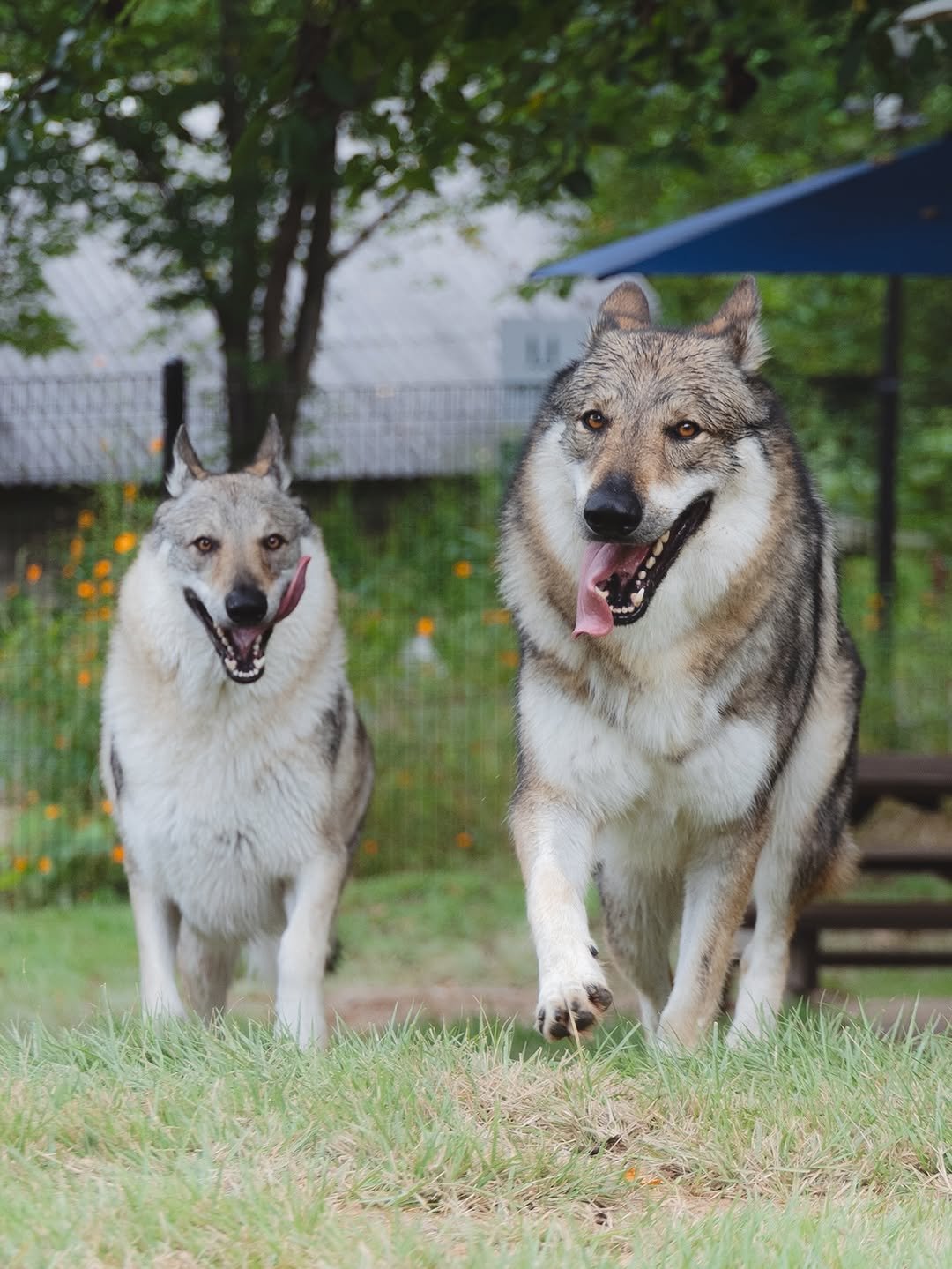 Photo shared by Camila & Jelly on September 22, 2025 tagging @sanho_wolf, and @woolmisoop_official. May be an image of wolf and text.