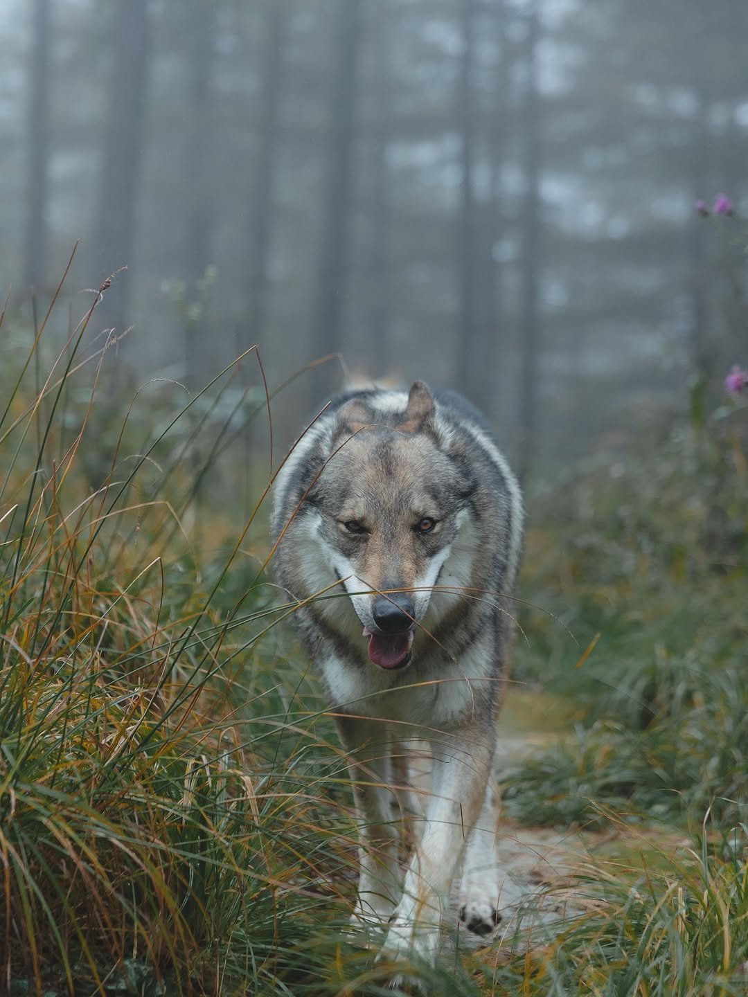 Photo by Camila & Jelly on October 22, 2025. May be an image of wolf and text.