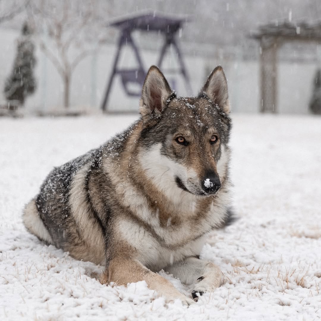 Photo by Camila & Jelly on December 13, 2025. May be an image of wolf, arctic, snow and text.