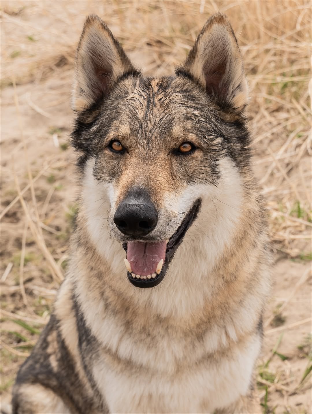 Photo by Camila & Jelly on November 05, 2025. May be an image of wolf and text.