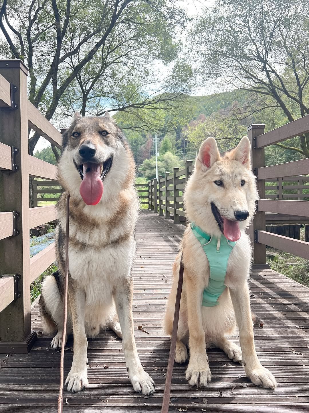 Photo shared by Camila & Jelly on September 26, 2025 tagging @wolf.lyall.