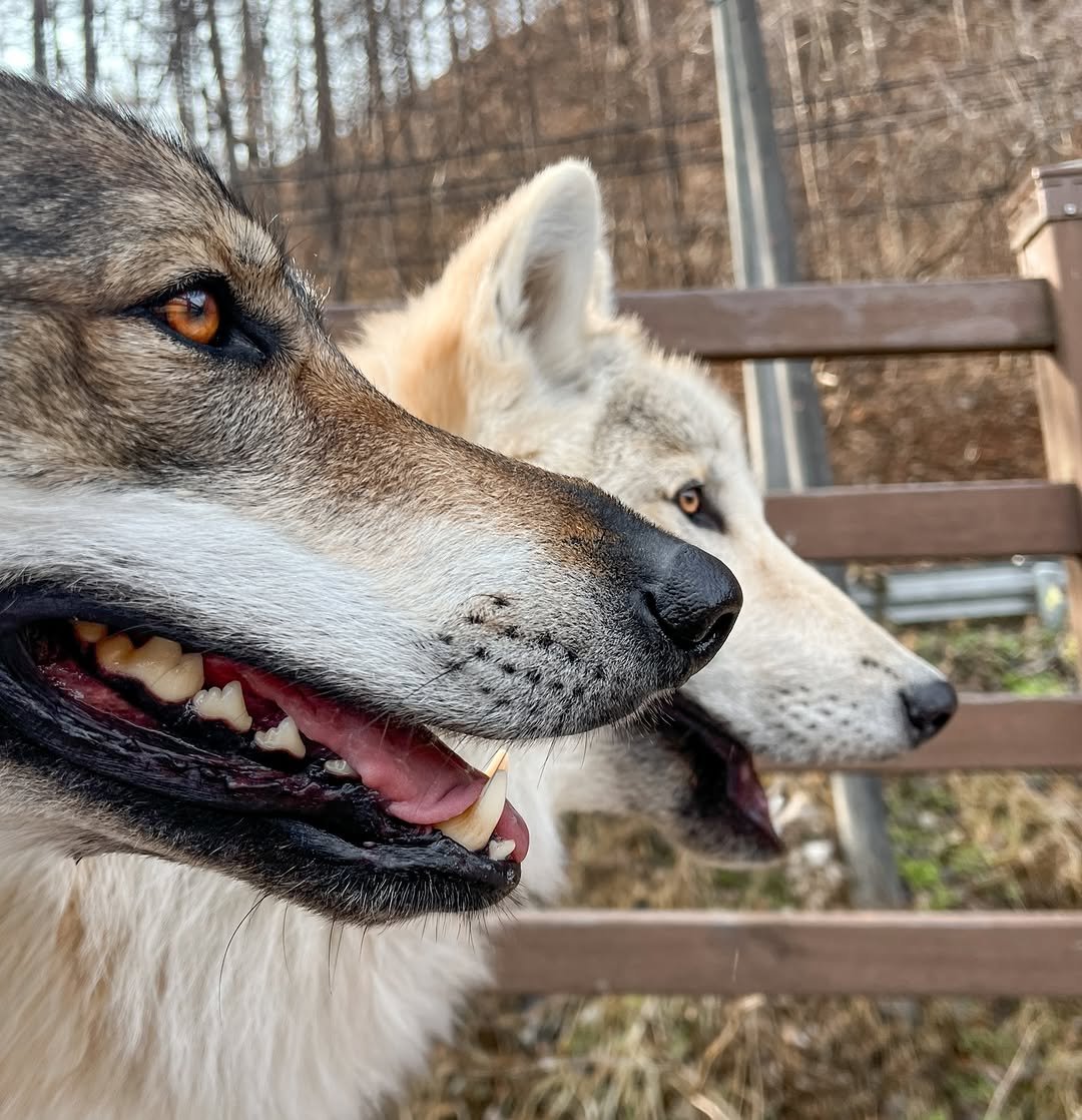 Photo by Camila & Jelly on November 26, 2025. May be an image of wolf and text.