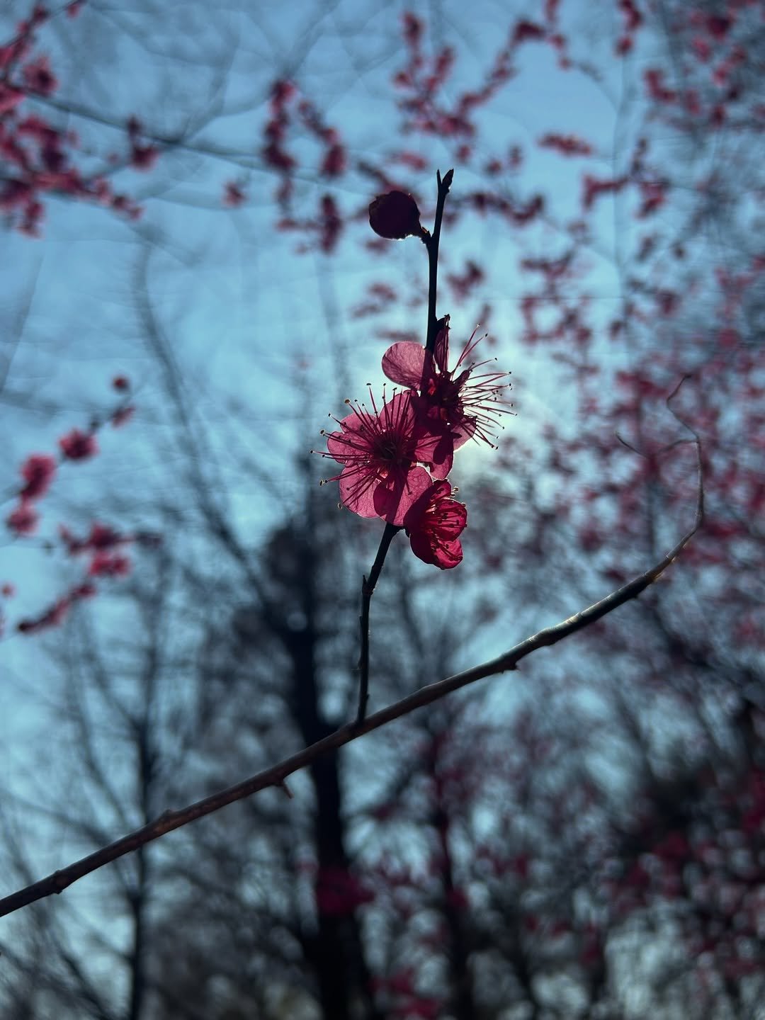 Photo by 전여빈 Yeobeen Jeon on March 23, 2026. May be an image of flower, stone-fruit tree and text.