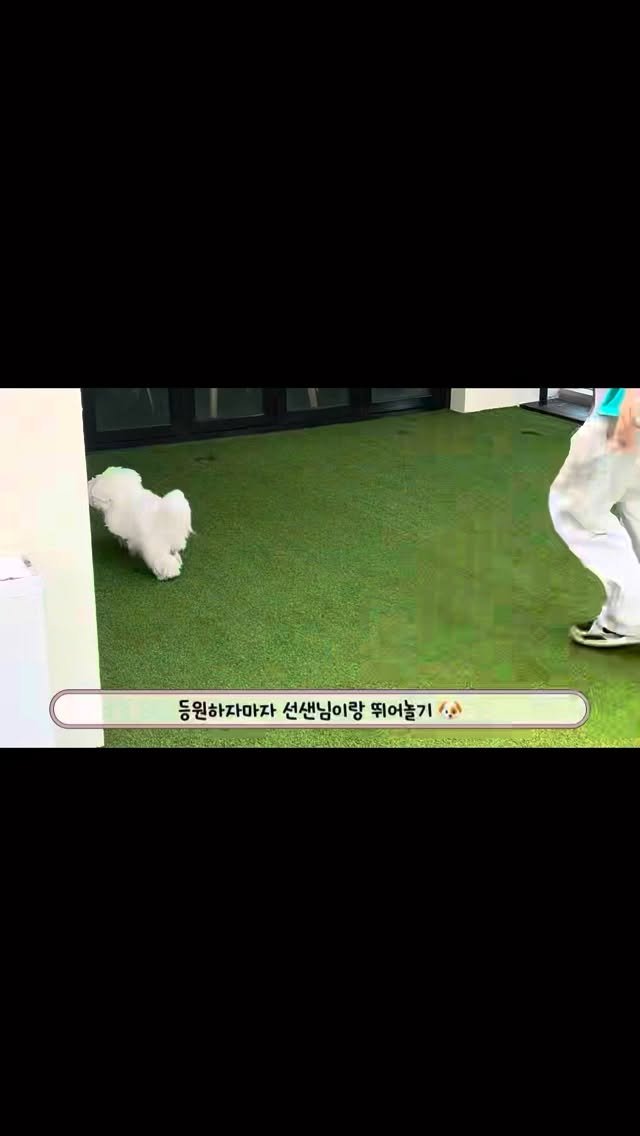 ji_yeon_baekkk 게시물 이미지: 🐶🐾👀💓

#라온도그 #파주애견호텔 #파주애견유치원 #파주애견데이케어