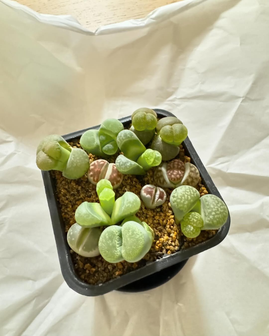 Photo by 서지혜 on April 08, 2024.