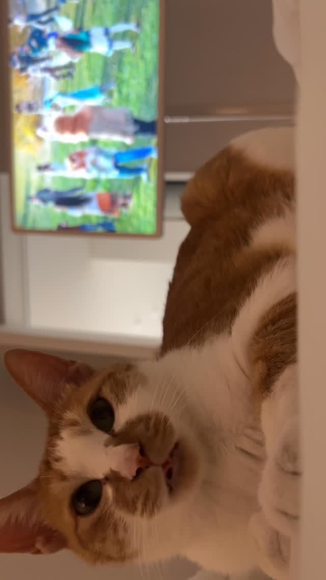 jin._.ah_ 게시물 이미지: 이거시 나의 낙원 🐈
.
.
#고양이 #치즈냥 #코숏 #냥스타 #cat