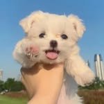 jinban_xo 프로필 사진