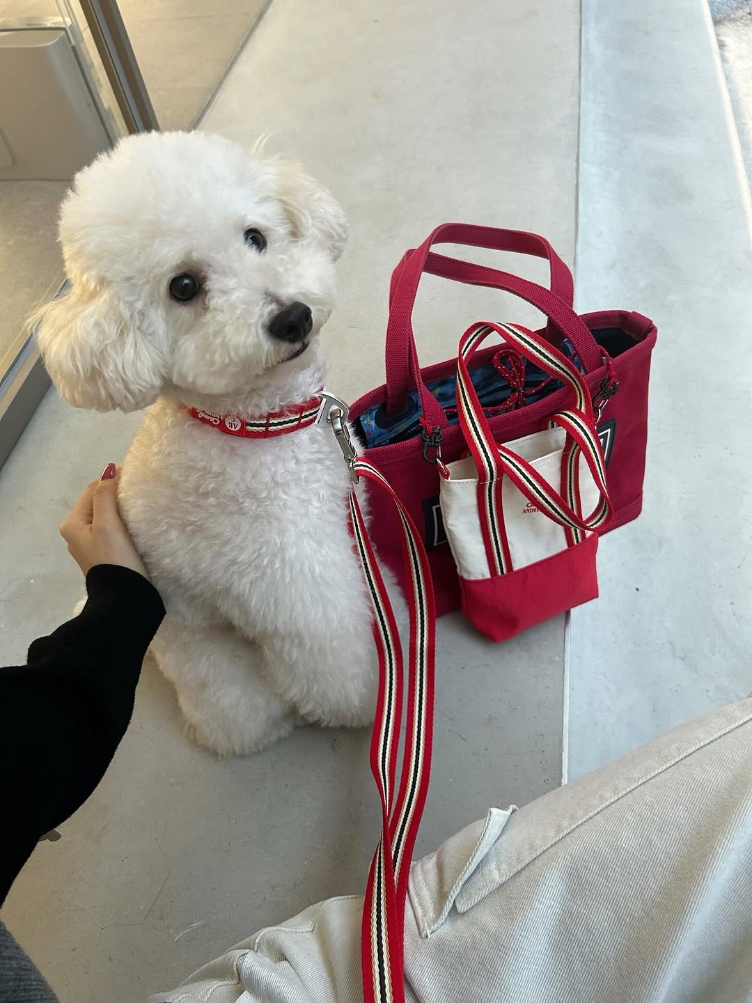 Photo shared by 지 원 on October 20, 2025 tagging @andblank_, and @camelcoffee_kor. May be an image of Bedlington terrier, sling and text.