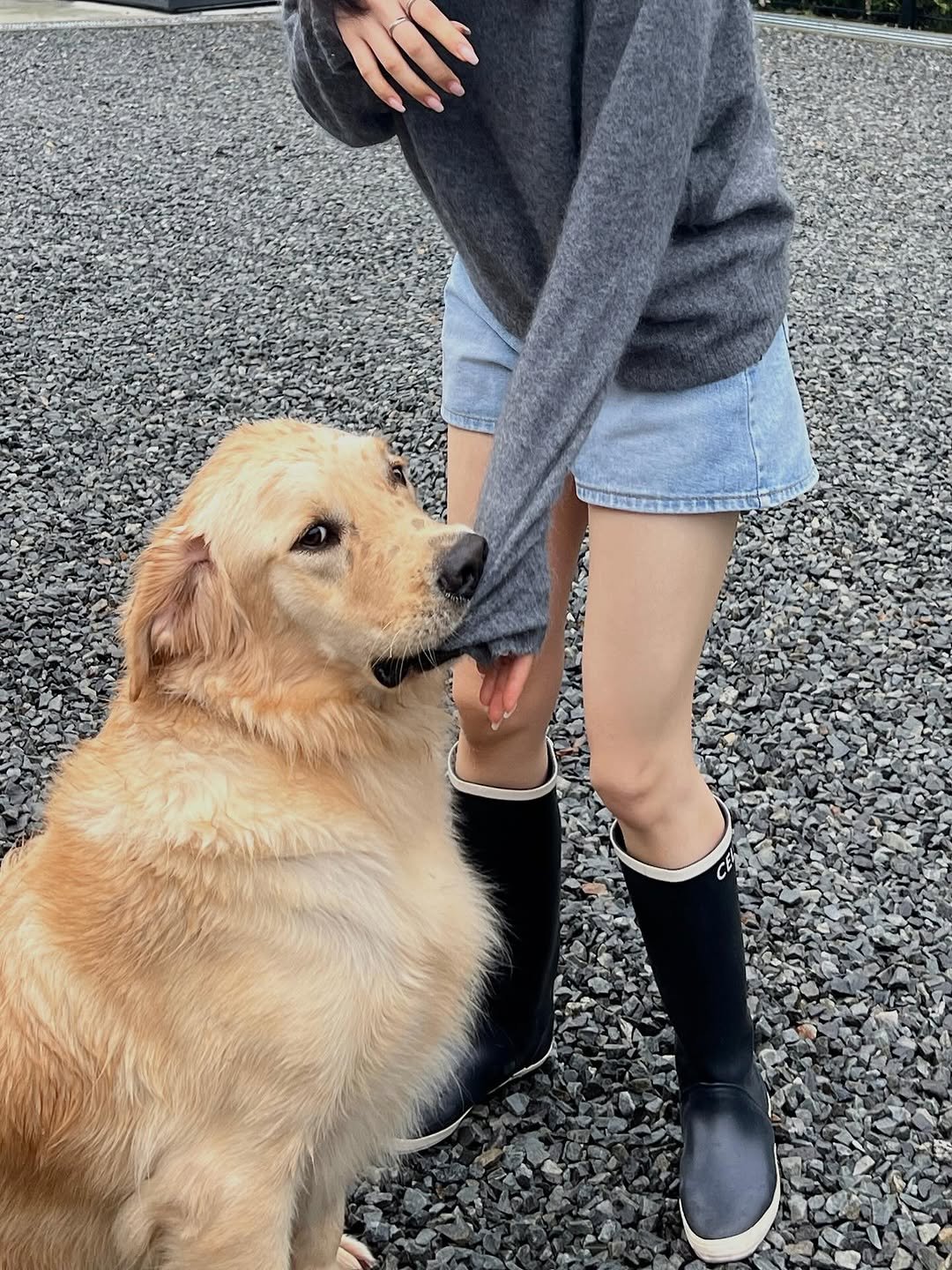 Photo by 지 원 on October 12, 2025. May be an image of golden retriever, fur, boots and text.