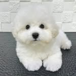 nice._.puppy 프로필 사진