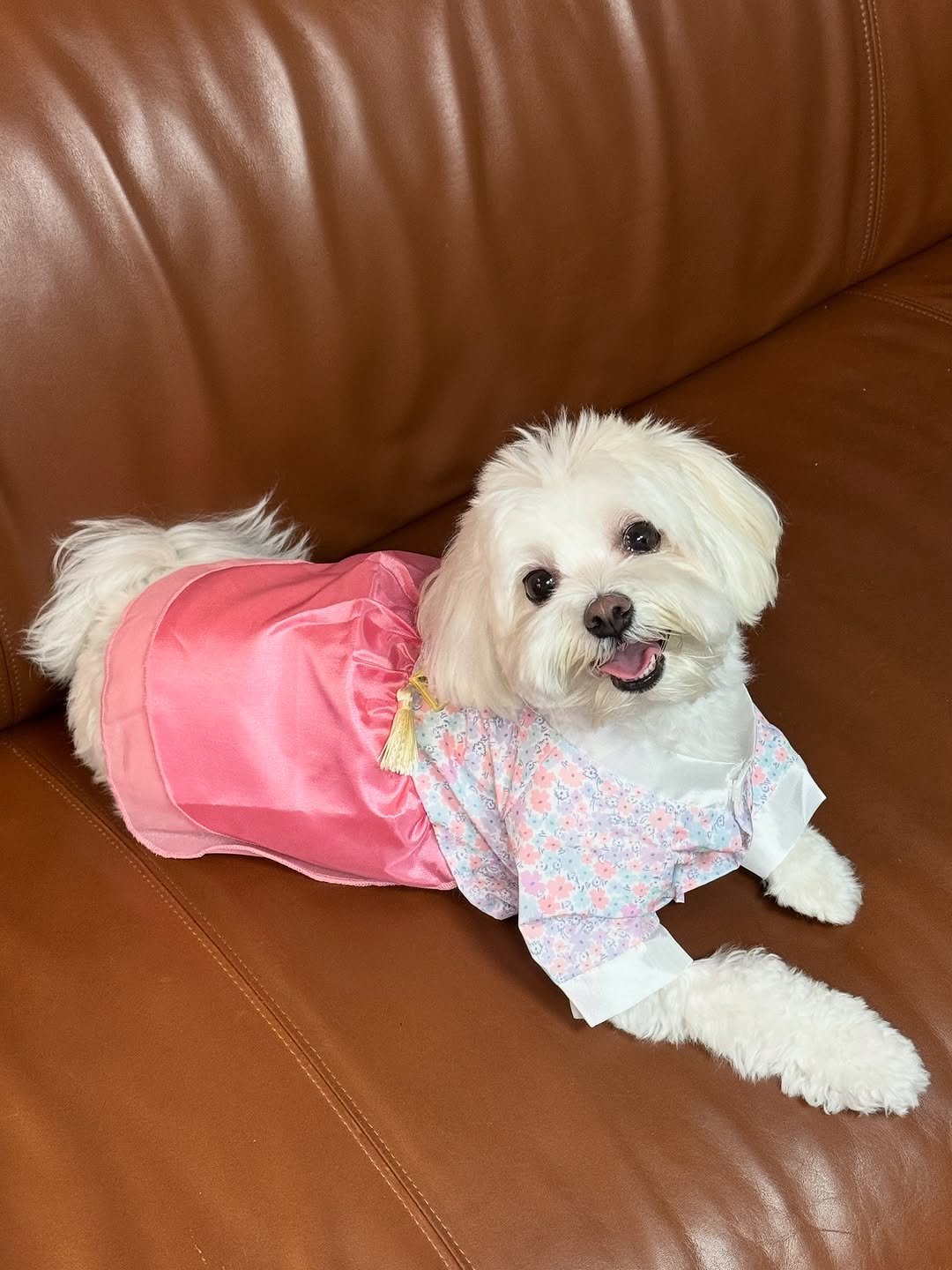 Photo by 방송인 박지윤 park jiyoon on October 01, 2025. May be an image of Maltese, chihuahua, fur and text.