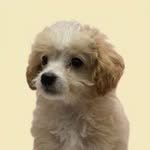 mendi_maltipoo 프로필 사진