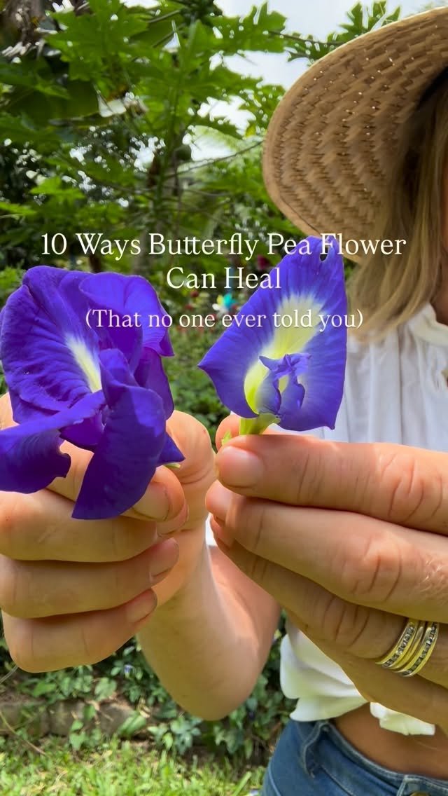 jkb.journal 게시물 이미지: Butterfly pea is more than just beautiful —...