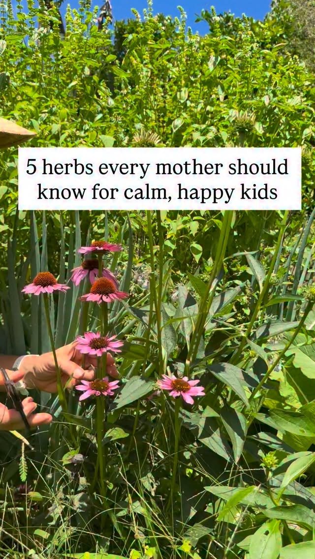 jkb.journal 게시물 이미지: 5 herbs every mother should know for calm,...