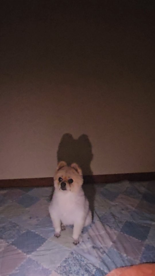 jm_oh_parkjungmok 게시물 이미지: 🥰 #강아지그림자댄스