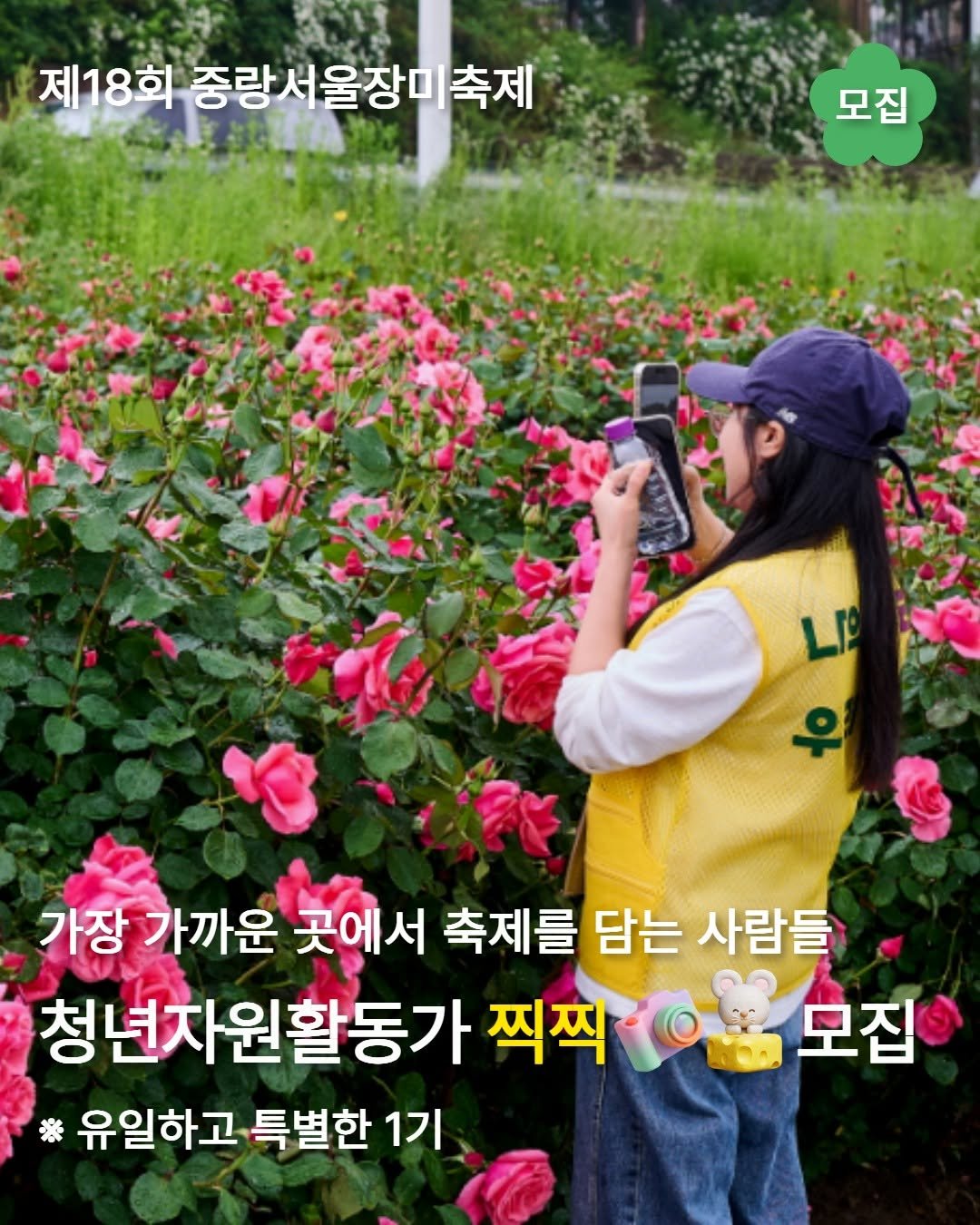 Photo by 중랑 서울장미축제 on April 08, 2026. May be an image of rose, outdoors and text that says '제18회 중랑서울장미 축제 모집 가장 가까운 곳에서 축제를 담는 사람들 사람들 청년자원활동가 찍찍 모집 ※ 유일하고 특별한 유일하고특별한1기 1기'.