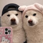 jinji.home.official 프로필 사진