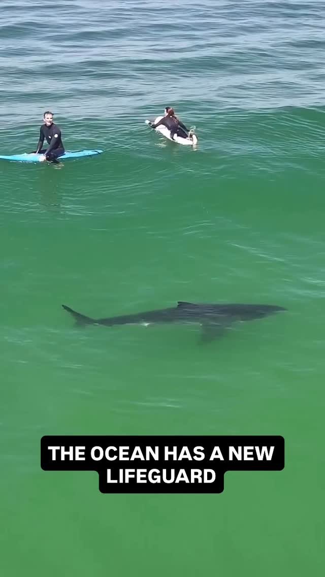 jonathangrandini 게시물 이미지: Two surfers at Pismo Pier. A great white right...