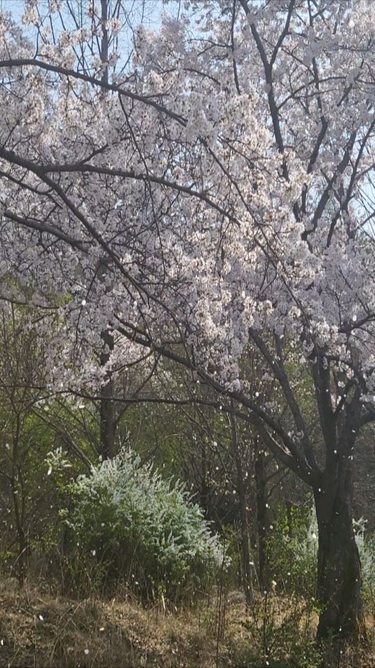 jong__e 게시물 이미지: 🌬🌸