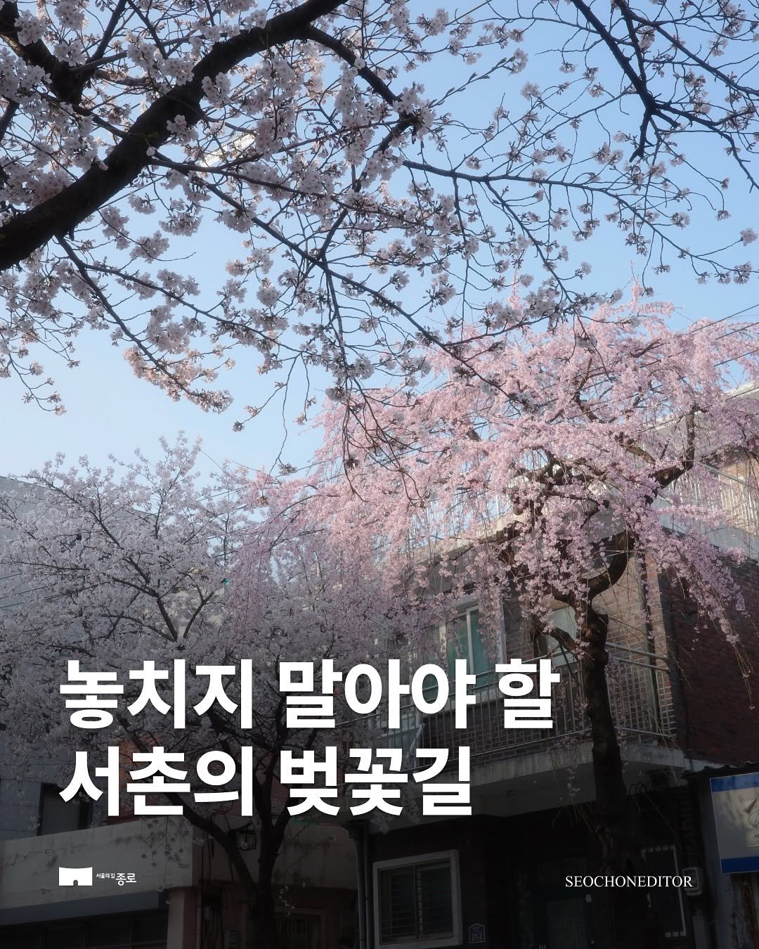 Photo shared by 종로구청 공식 인스타그램 on March 30, 2026 tagging @seochoneditor. May be an image of text that says '놓치지 말아야 할 서촌의 벚꽃길 수중이령 시종로 SEOCHONEDITOR HONE SEOC OR'.