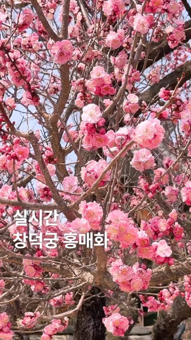 jongnogu_official 게시물 이미지: 실시간 #창덕궁 홍매화🌸
홍매화 맛집 창덕궁! 안 가볼 수 없죠?
이번 주 절정...