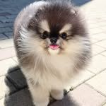 laladog_cj 프로필 사진