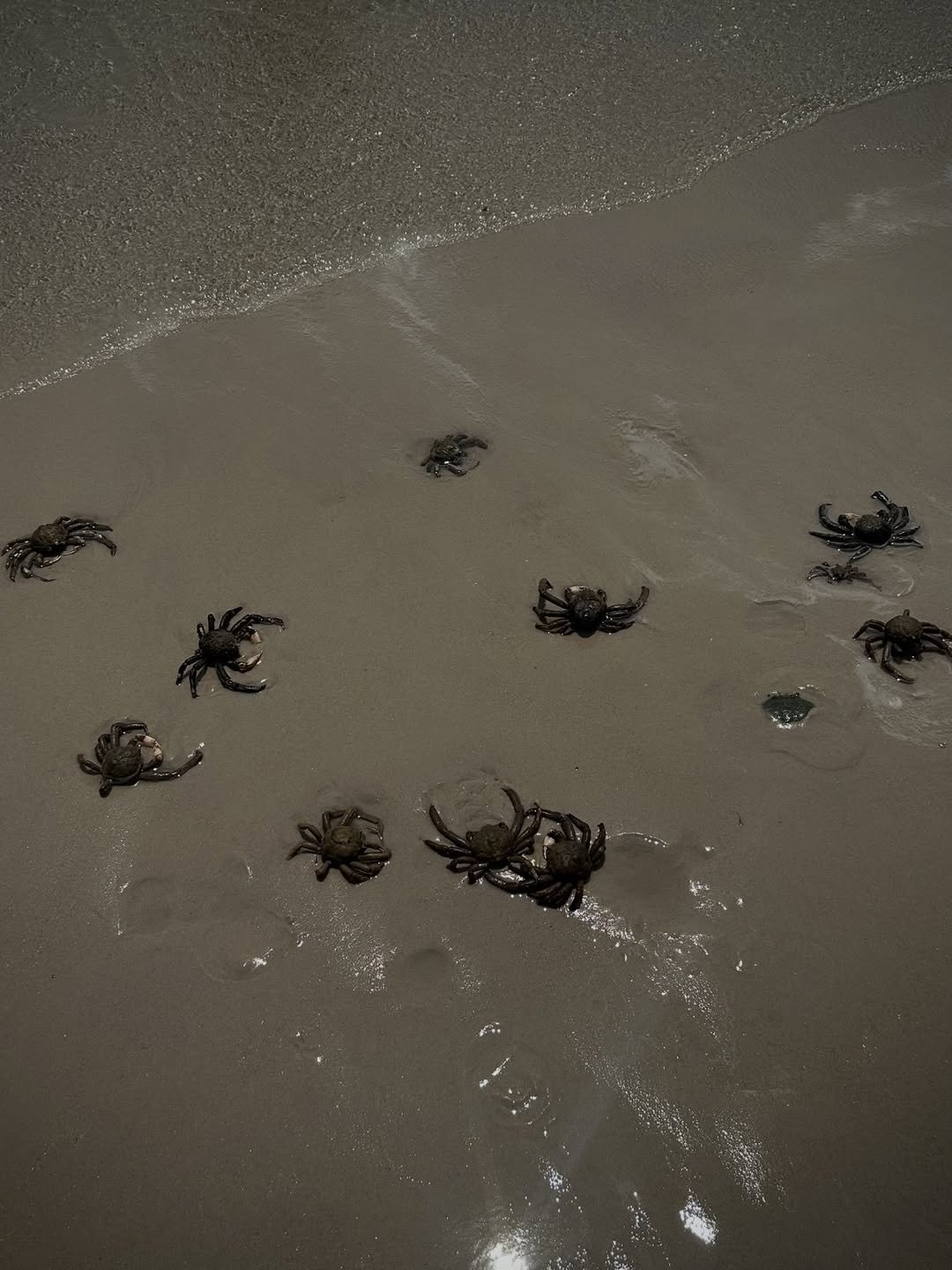 Photo by Joss Way-Ar Sangngern. on April 08, 2026. May be an image of crustacean, tortoise and text.