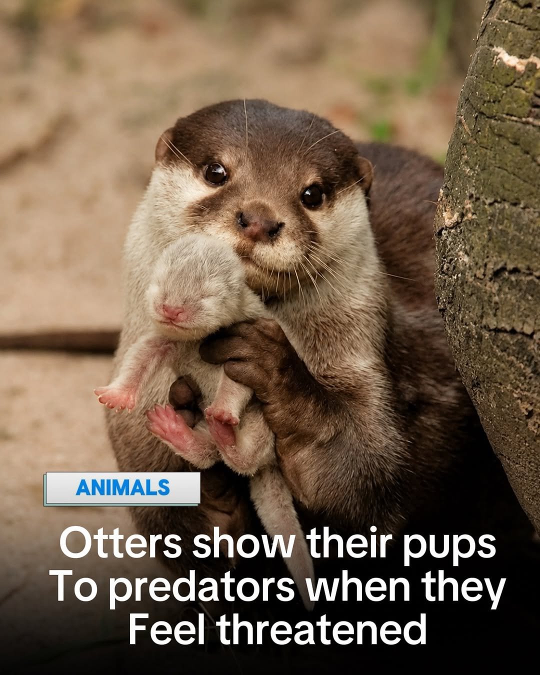 journey 게시물 이미지: Otters have this thing where, when they’re...