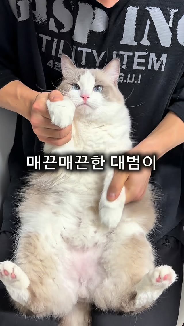 joyeonho 게시물 이미지: 매끈매끈한 대범이

대범이는 잘하는데 집사가 몸치라서 미안해..

방광염때매 초음파...