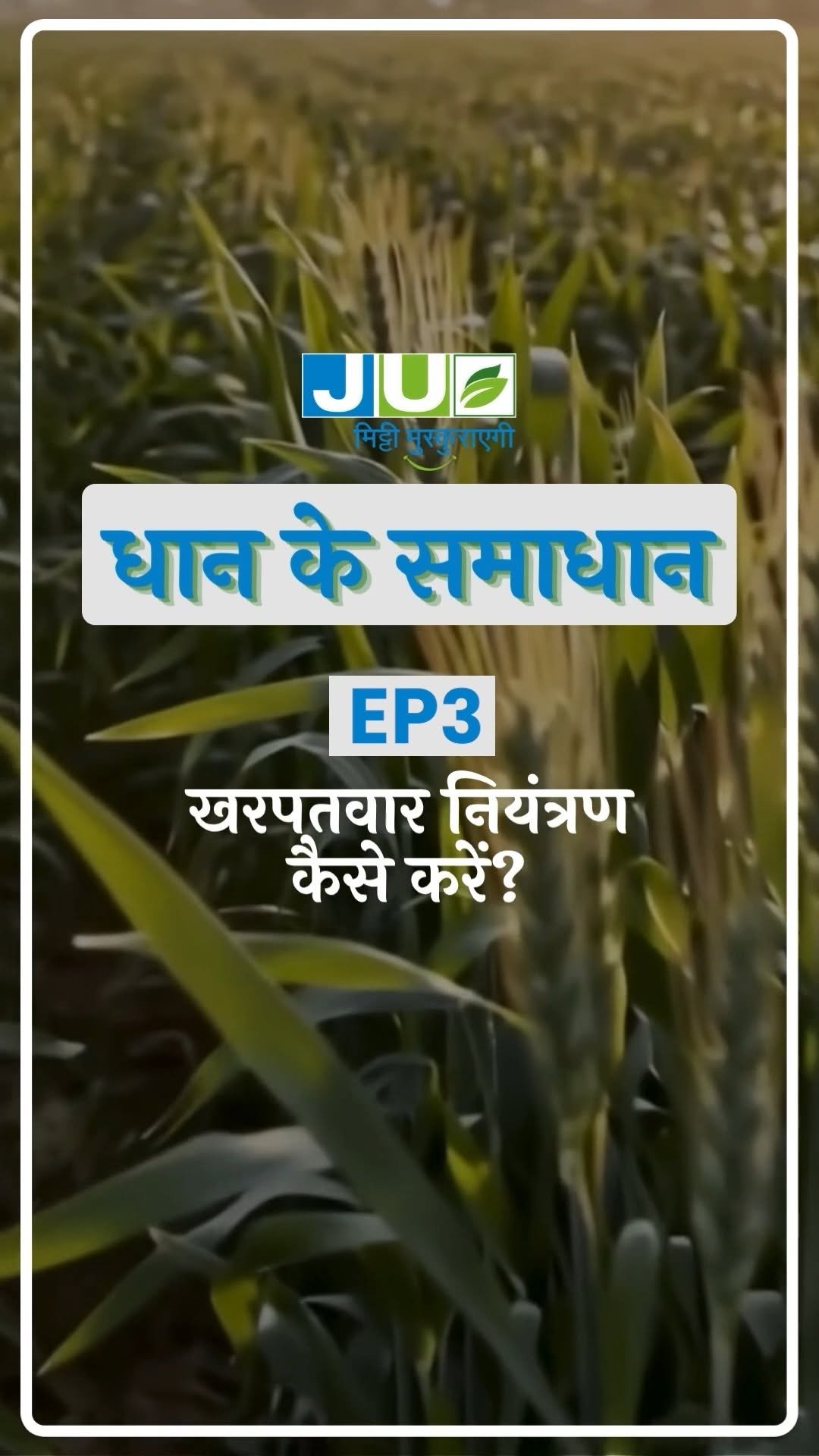 juagrisciences 게시물 이미지: क्या खरपतवार आपकी धान की फसल की बढ़वार रोक रहे...