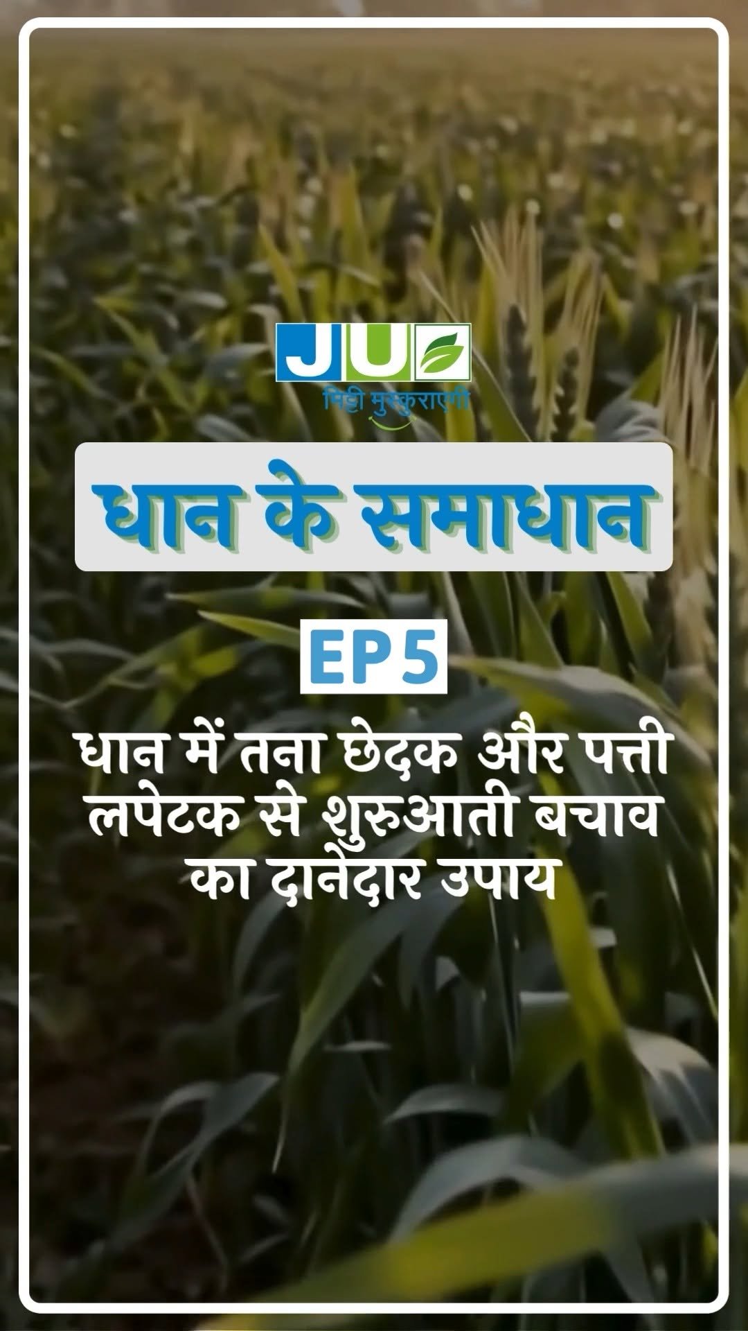 juagrisciences 게시물 이미지: 🌾धान की फसल को तना छेदक और पत्ता लपेट कीट से...