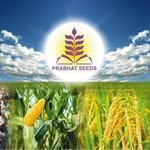 prabhatseeds 프로필 사진