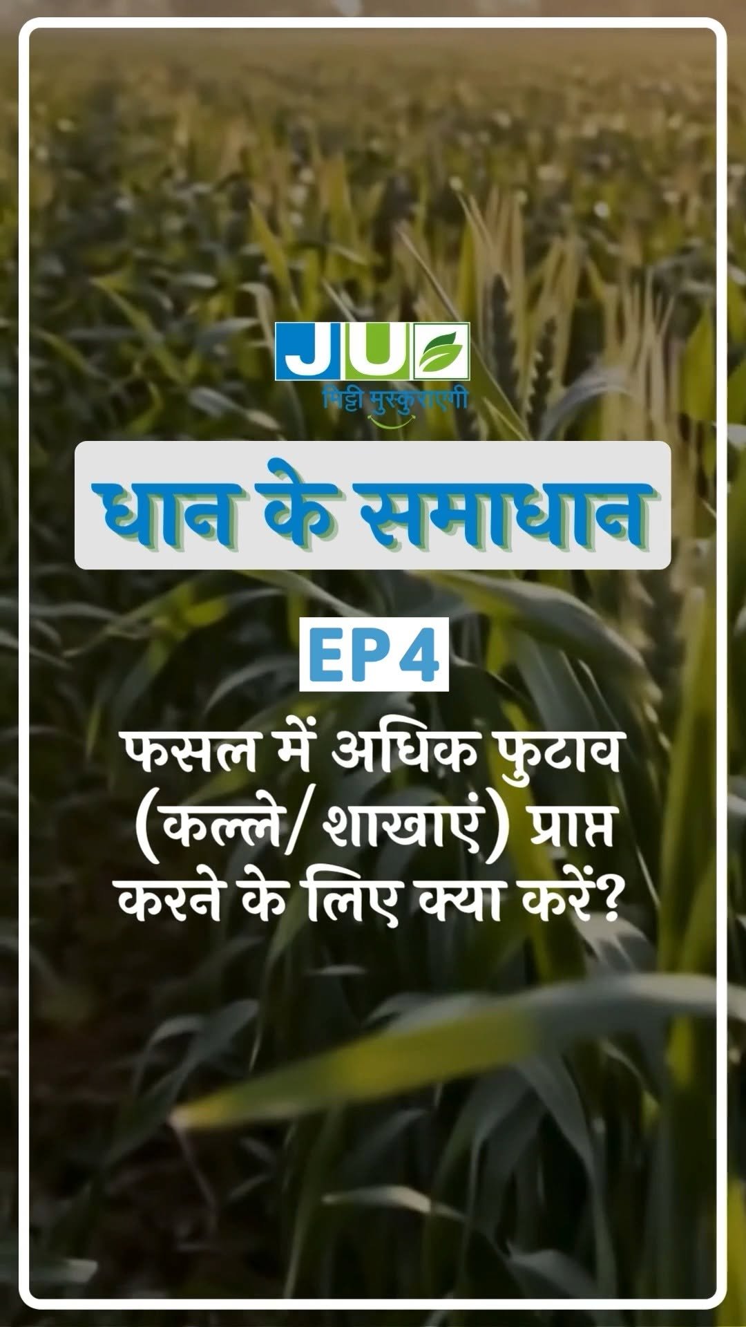 juagrisciences 게시물 이미지: क्या आपकी धान की फसल में फुटाव कम हो रहा है?...