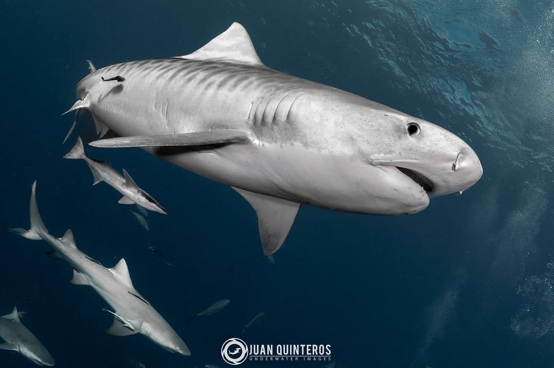 juan_uwimages 게시물 이미지: One of the girls 💙🦈
.
.
#tigershark...
