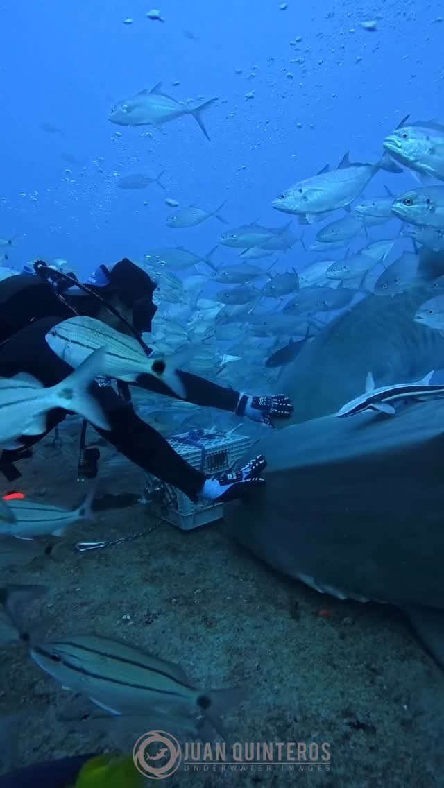 juan_uwimages 게시물 이미지: Busy days on the wreck 🦈🦈🦈