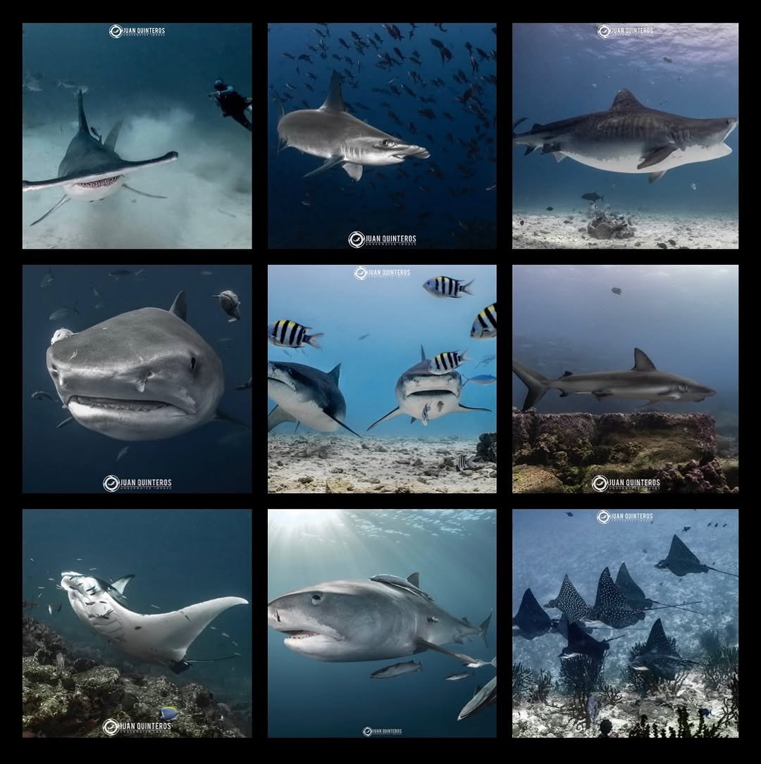 Photo shared by Juan Quinteros - UW Photo on January 02, 2026 tagging @maresjustaddwater, @nikonusa, @reefphotovideo, @diverite84, @nauticamhousings, @atomic_aquatics, @suuntodive, @keldan, @inon_japan, @sharksclubdiving, and @garmindive. May be an image of shark and text.