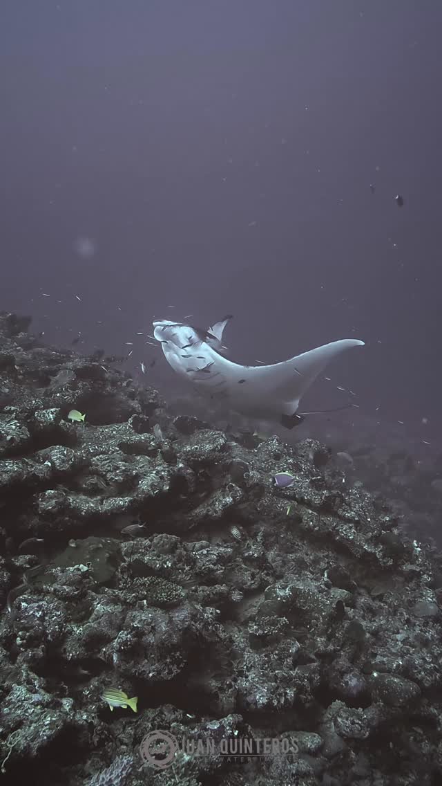 juan_uwimages 게시물 이미지: Unforgettable dive in the Maldives...